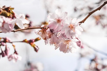 Closeup macro of pink flower blossom in spring