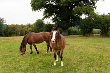 Naklejka na ściany i meble Two ponies grazing in field in rural Shropshire, both fat and overweight enjoying the summer grass in their large field.