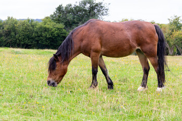 Fat elderly bay pony enjoying grazing on grass in her field on a summers day in rural Shropshire.