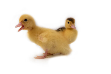 Cute duck isolated on black background