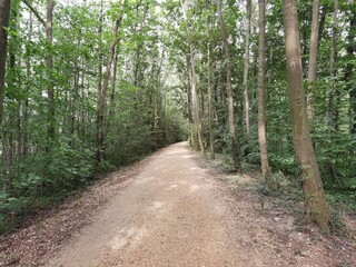 Forest and forest paths in summer in Germany