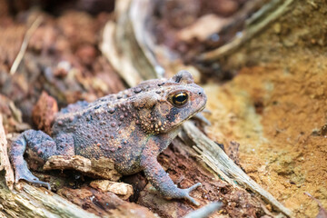 American Toad (Anaxyrus americanus) sitting on a wooden stump Fairfax Virginia