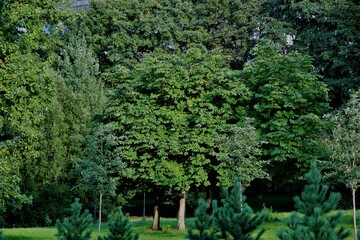 trees in the garden