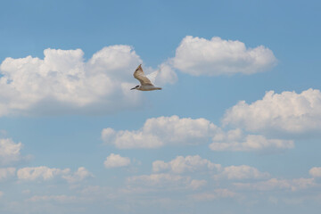 thale noi bird watching park