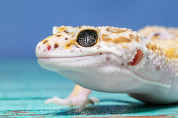 A leopard gecko, lizard on blue background, eublepharis macularius, animal closeup.