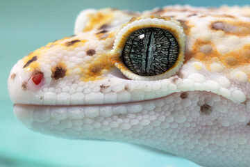 A leopard gecko, lizard on blue background, eublepharis macularius, animal closeup.