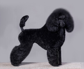 black little poodle stands in a rack on a gray background