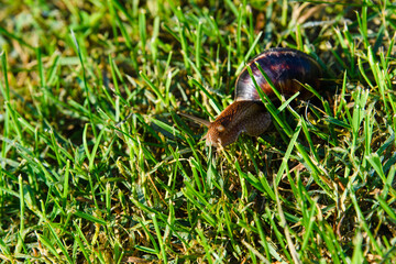 A huge Achatina snail crawls on green grass in the early morning. Selective focusing.