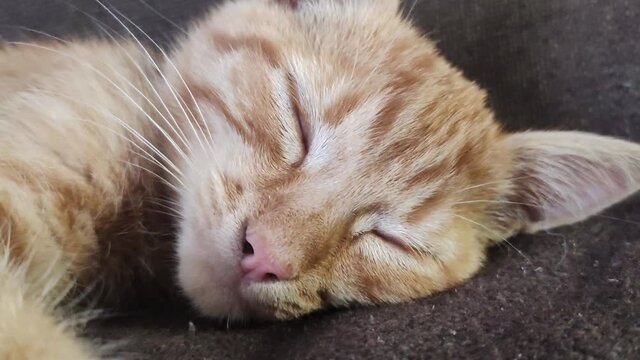 Young cat sleeping with closed eyes. domestic kitty. Sleep cat. Concept of adorable pets