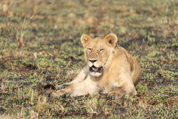 Plakat Big lion lying on savannah grass. Landscape with characteristic trees on the plain and hills in the background