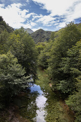 Fototapeta na wymiar river crossing a forest in the mountains
