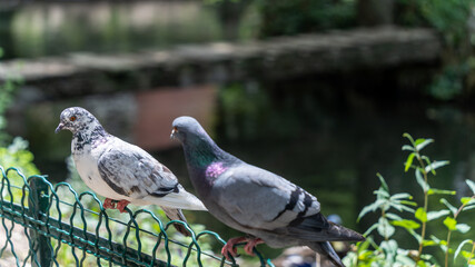 Portrait of a white pigeon spotted with blue gray. Depigmentation of the plumage called vitiligo	