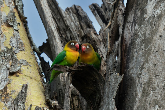 Two Fischer's Lovebirds (Agapornis fischeri) nuzzle each other, Ngorongoro Conservation Area, Tanzania