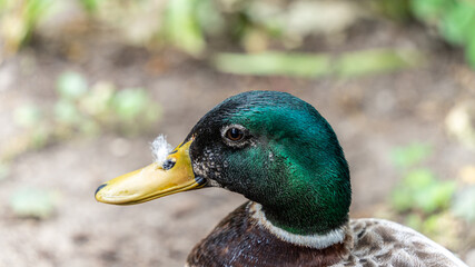 Portrait of a mallard duck, in profile, outdoor in spring	