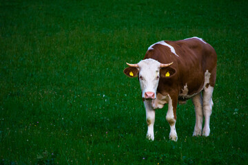 Obraz premium Domestic tur is a species or subspecies of the family Turovité, a farm animal raised for milk, meat, skin or used as a draft animal. Breeding bull grazing on the meadows of the alpine mountains.