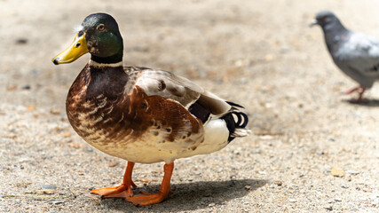 Portrait of a mallard duck, in profile, outdoor in spring	