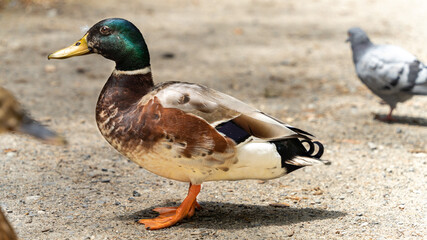 Naklejka na ściany i meble Portrait of a mallard duck, in profile, outdoor in spring 