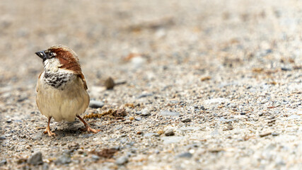 Portrait of a house sparrow on the ground