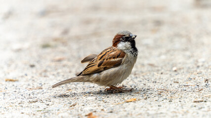 Portrait of a house sparrow on the ground
