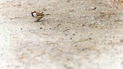 Portrait of a house sparrow on the ground