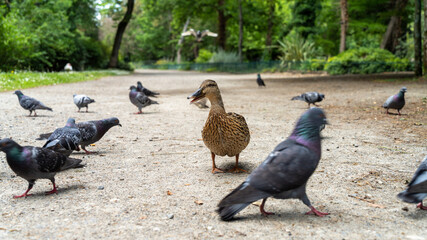 Curious female duck walking towards camera, view close to the ground	
