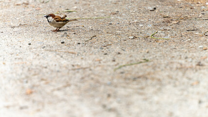 Portrait of a house sparrow on the ground	