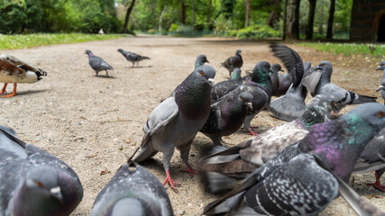 Obraz premium Large gathering of pigeons jostling each other. View close to the ground 