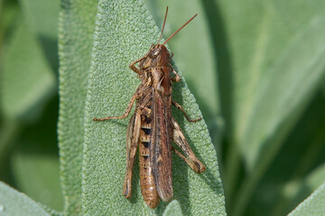 Grashüpfer