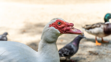 Portrait of a Muscovy duck, outdoors. White body, red head and beak, blue eyes	