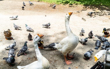 Close-up of two curious white geese surrounded by pigeons, in the open air