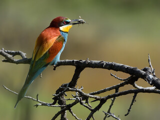 Abejaruco (merops apiaster). Abeja en el pico. Coleres azul, rojo naranja violeta, ocres, amarillo. Multicolor