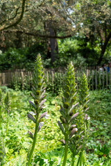 Close-up on purple acanthus flowers, in spring