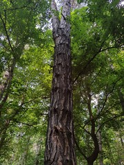 Forest and forest paths in summer in Germany