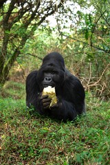 Mountain gorilla in the Mgahinga national park. Gorila have a rest in the forest. Rare wild animal in the Uganda. Walking in tha rain forest. 