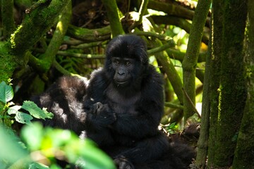 Mountain gorilla in the Mgahinga national park. Gorila have a rest in the forest. Rare wild animal in the Uganda. Walking in tha rain forest. 