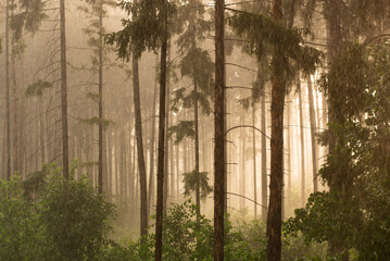rain in forest sunlight. nature backgrounds, landscape