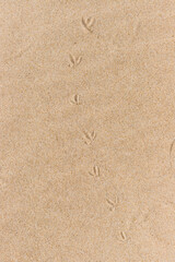 Bird footprints in the sand, Ria Formosa, Natural Park, Algarve