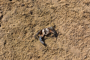 Dead crab on the sand, Ria Formosa, Algarve, Portugal
