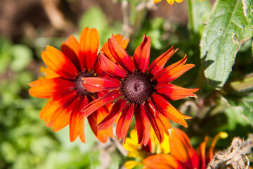 The Rudbeckia blooming in a garden