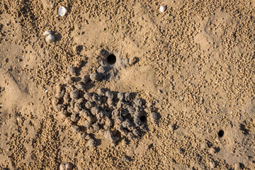 Crab hole closeup in the sand, Ria Formosa, Algarve, Portugal