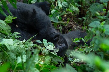 Mountain gorilla in the Mgahinga national park. Gorila have a rest in the forest. Rare wild animal in the Uganda. Walking in tha rain forest. 