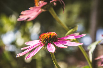 Coneflowers (Echinacea) blooming in a garden