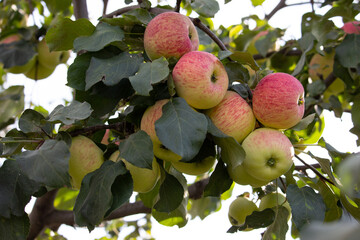 A rich harvest of apples on a branch