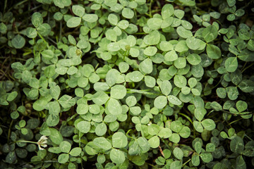 Clover plant in close up - a nature background