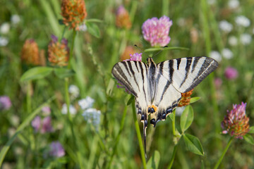 Scarce swallowtail butterfly in a meadow	
