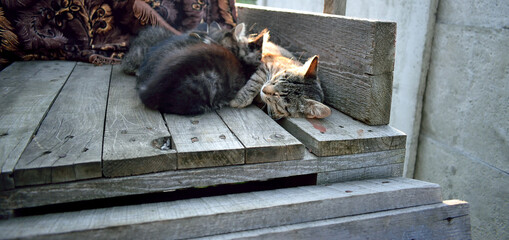 cat feeds kittens in nature, close-up