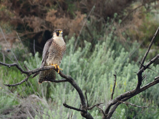 Halcón peregrino (falco peregrinus). Atalaya, posadero tronco, arbol. Proyectil