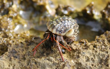crab on a rock