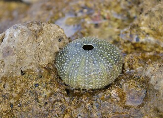 sea urchin shell