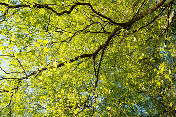 lush green tree on a sunny day in may